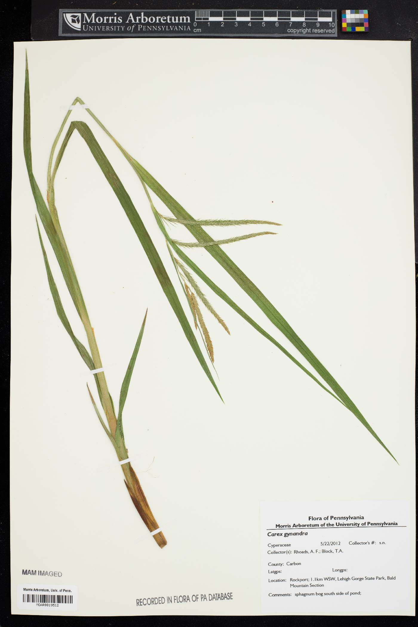 Carex gynandra image