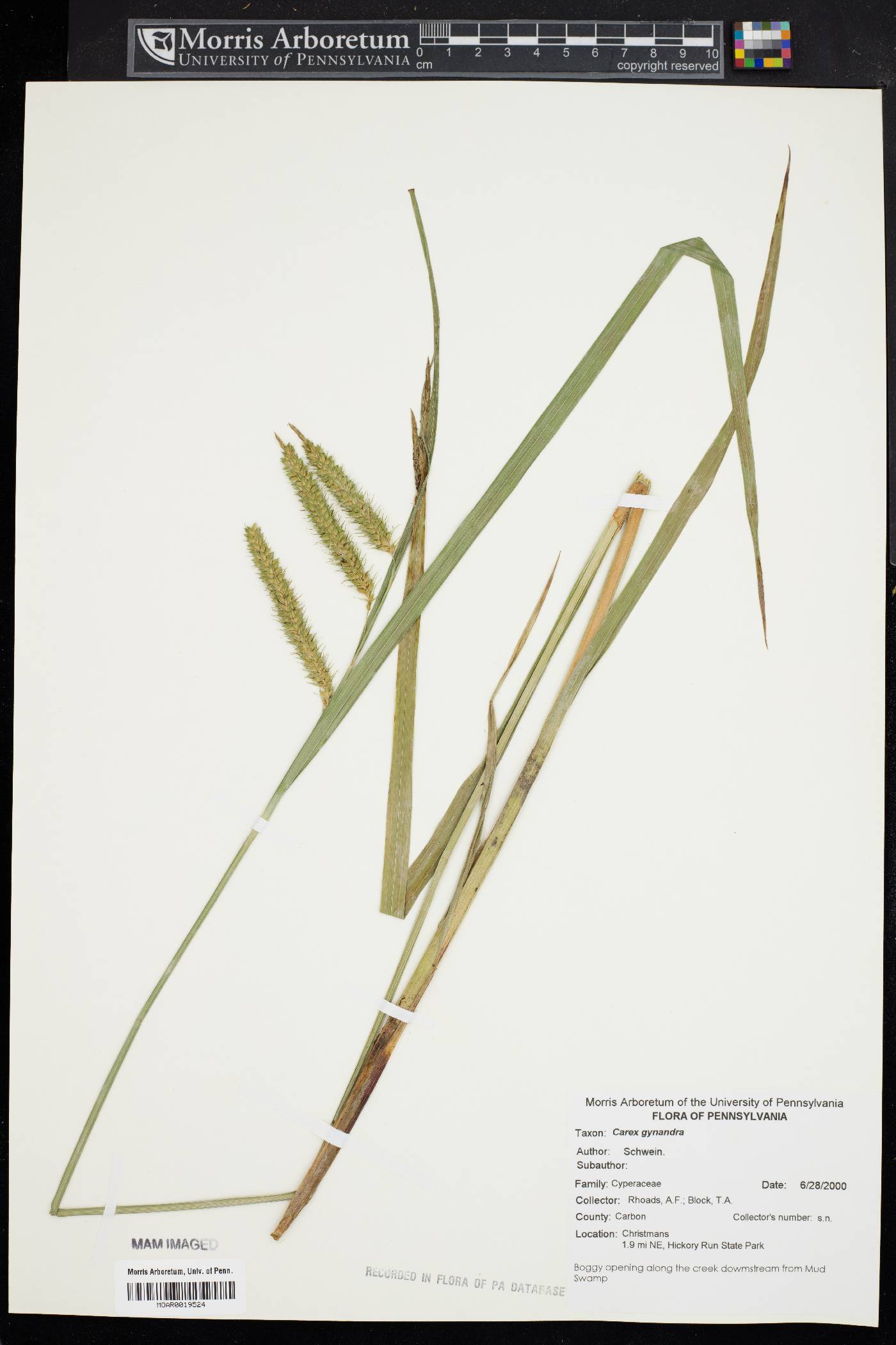Carex gynandra image