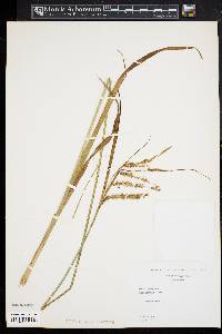 Carex gynandra image