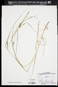 Carex hirta image