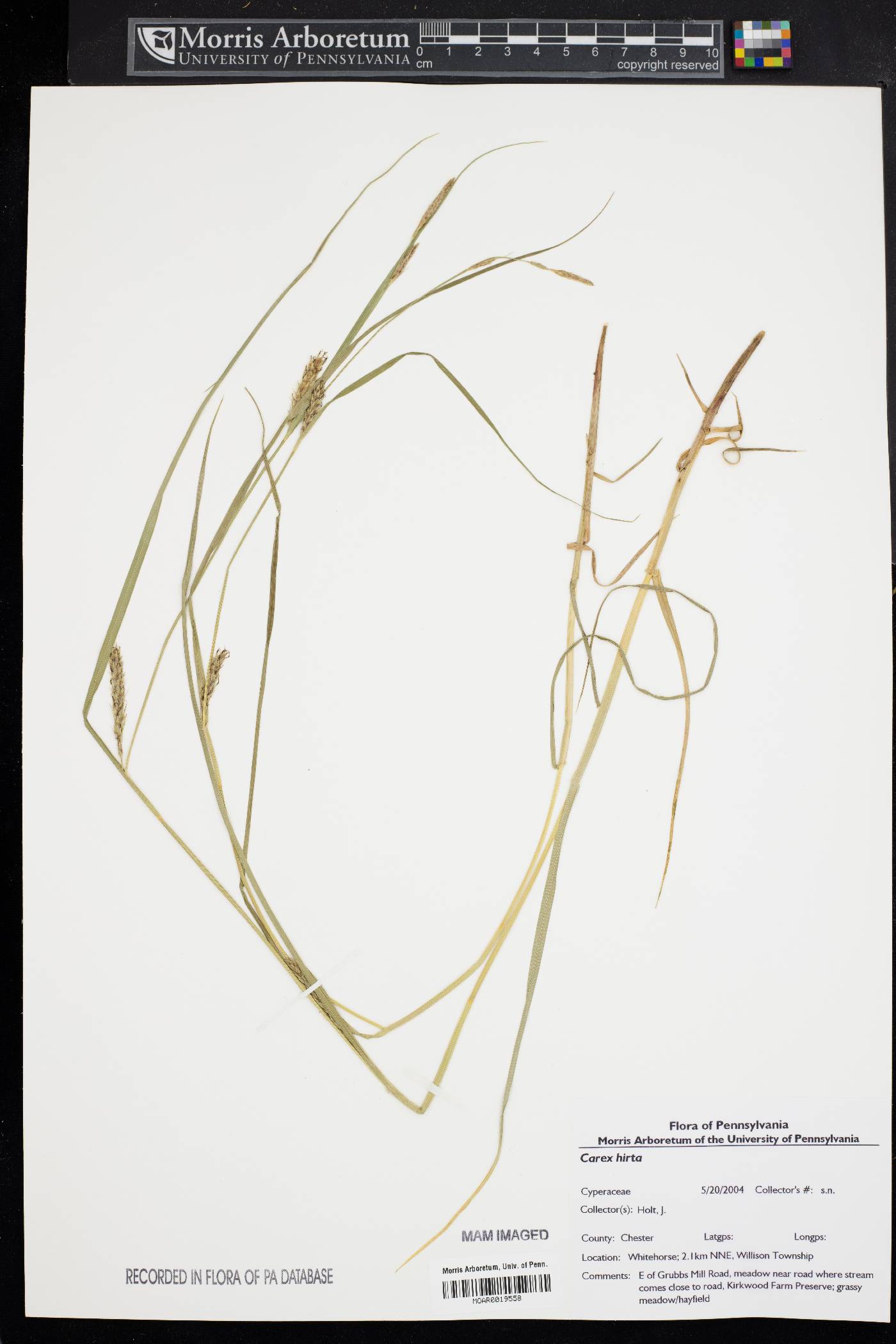 Carex hirta image