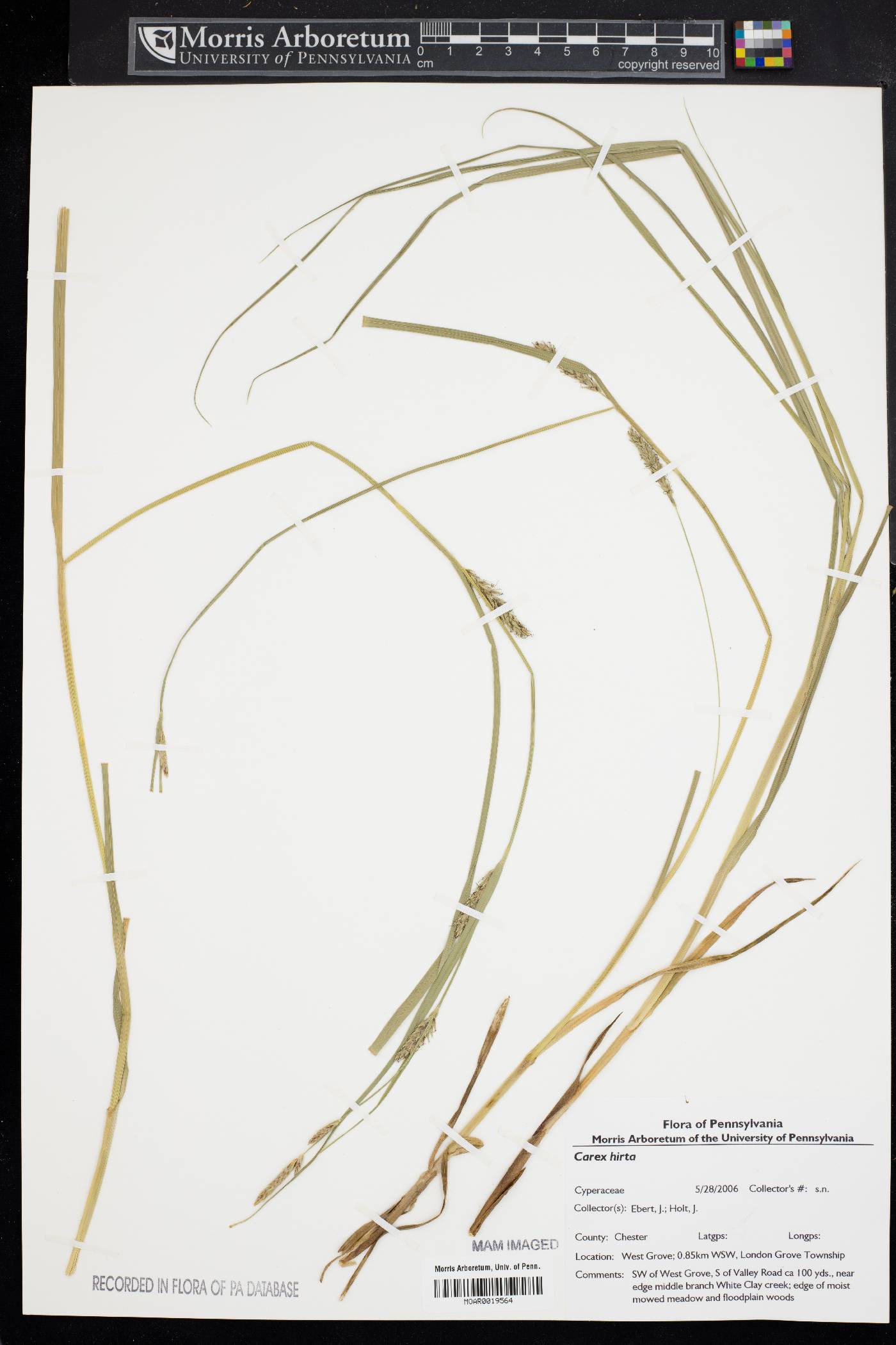 Carex hirta image
