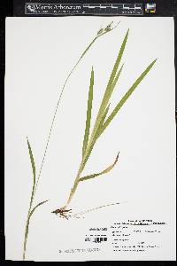 Carex hirtifolia image