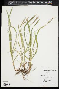 Carex hirtifolia image