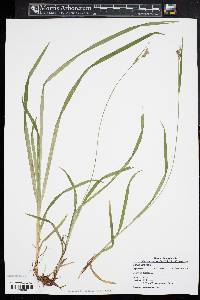 Carex hirtifolia image