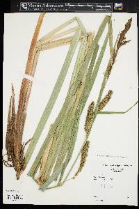 Carex lacustris image