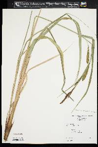 Carex lacustris image