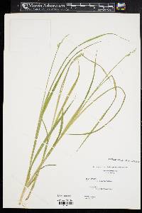 Carex laevivaginata image