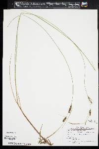 Carex lasiocarpa image