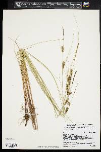 Carex lasiocarpa image