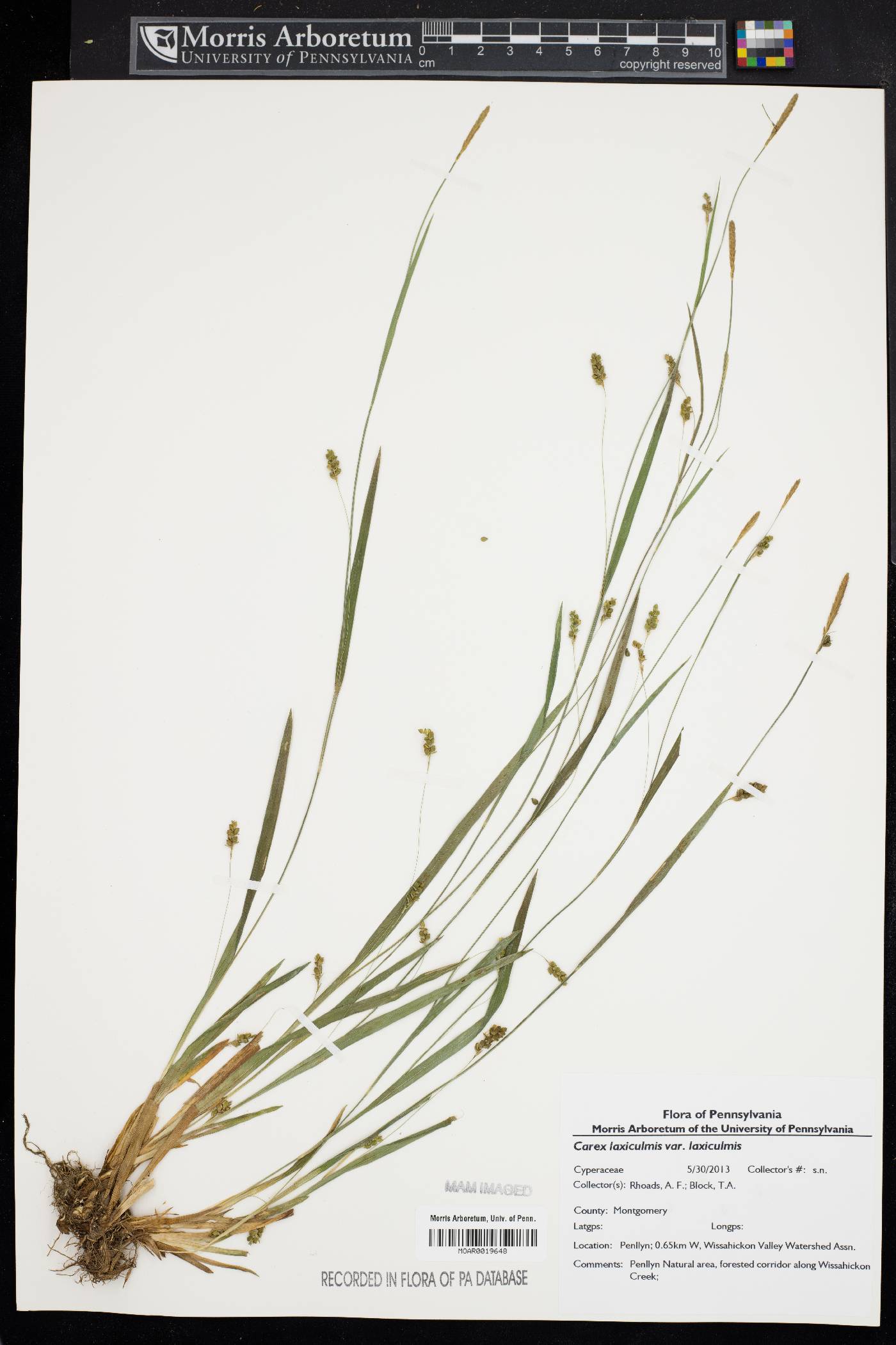 Carex laxiculmis var. laxiculmis image
