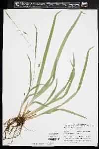 Carex laxiculmis var. laxiculmis image