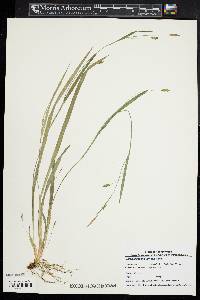 Carex laxiculmis image