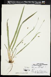 Carex laxiculmis image