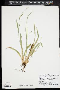 Carex laxiculmis image