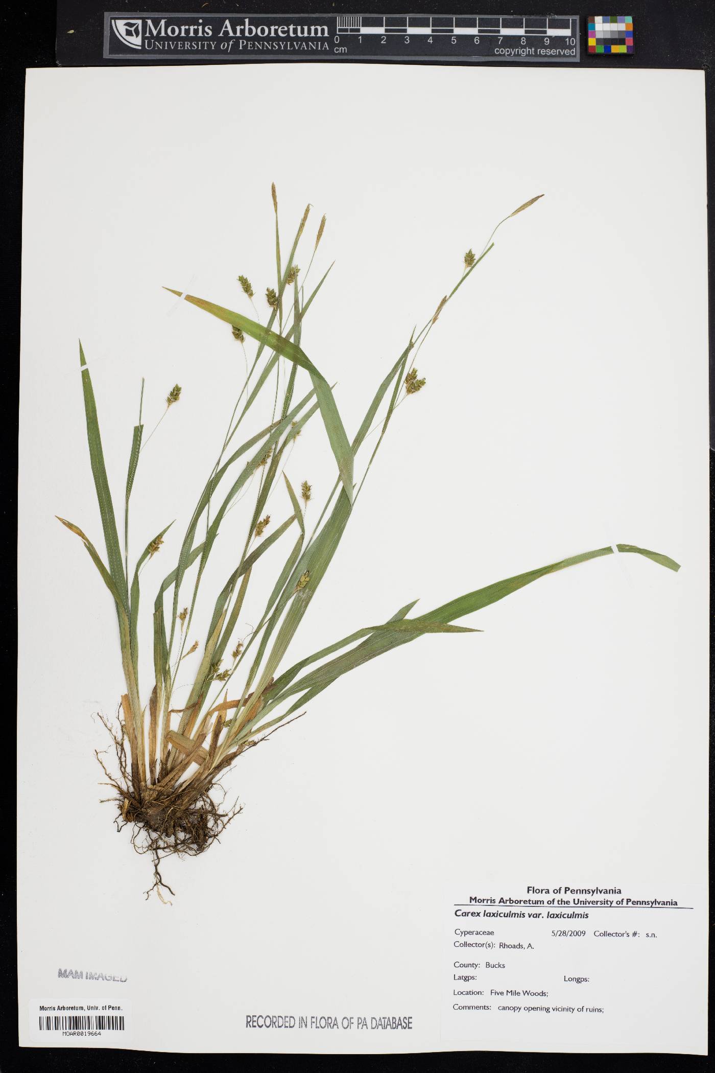 Carex laxiculmis var. laxiculmis image