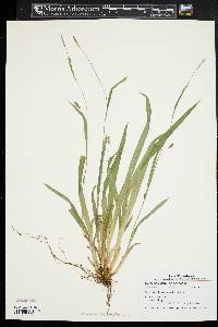 Carex laxiculmis image