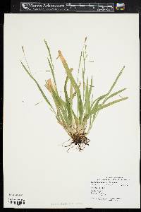 Carex laxiculmis image