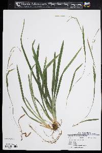 Carex laxiculmis var. laxiculmis image