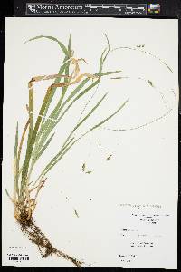 Carex laxiculmis image