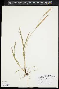 Carex leptonervia image