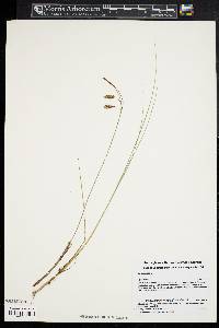 Carex limosa image