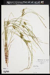 Carex baileyi image