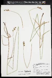 Carex bicknellii image