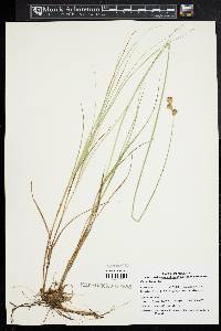 Carex bicknellii image