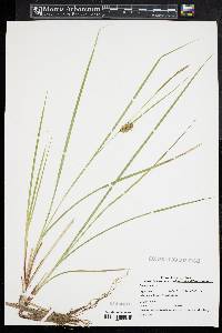 Carex bullata image