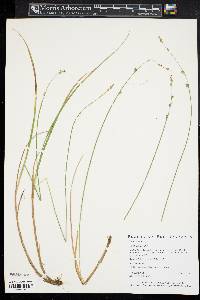 Carex canescens var. canescens image