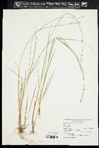 Carex canescens var. disjuncta image