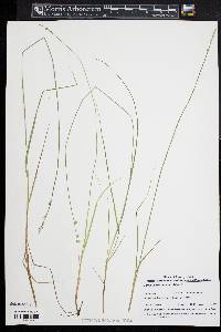 Carex canescens var. disjuncta image