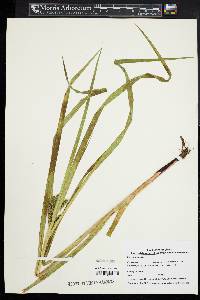 Carex comosa image