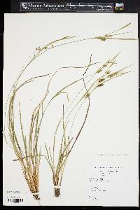 Carex conoidea image