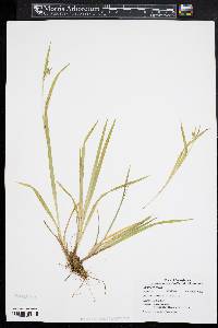 Carex conoidea image