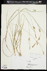 Carex conoidea image