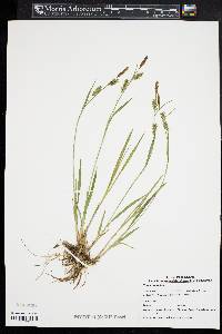 Carex conoidea image