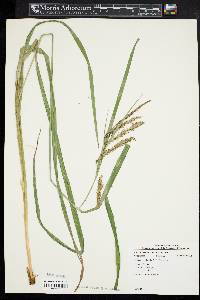Carex crinita var. brevicrinis image