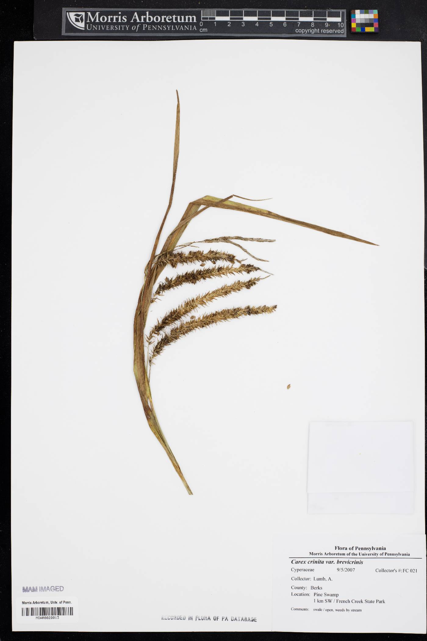 Carex crinita var. brevicrinis image