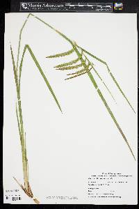 Carex crinita var. brevicrinis image