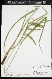 Carex crinita var. crinita image