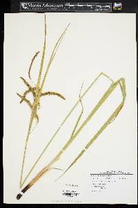 Carex crinita var. crinita image