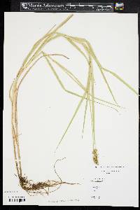 Carex cristatella image