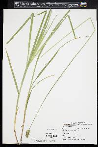 Carex cristatella image