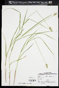 Carex cristatella image