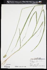 Carex cristatella image