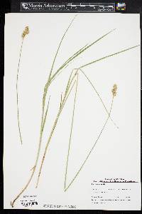 Carex cumulata image