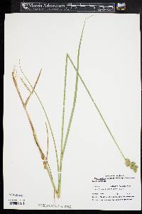 Carex cumulata image