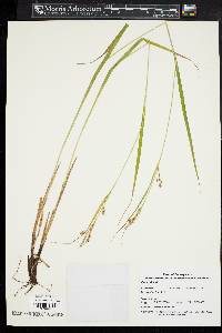 Carex davisii image